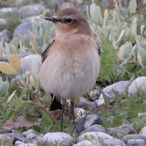 Northern Wheatear