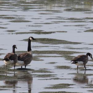 Canada Goose