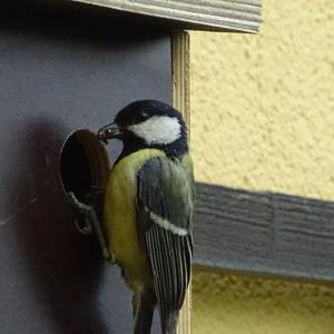 Great Tit