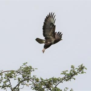 Common Buzzard