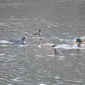 Gadwall