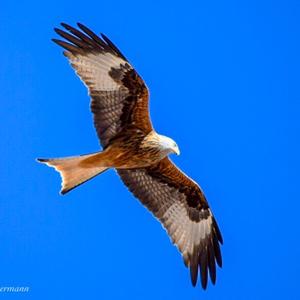 Red Kite