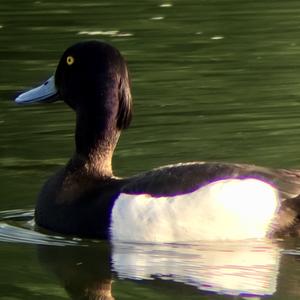 Tufted Duck