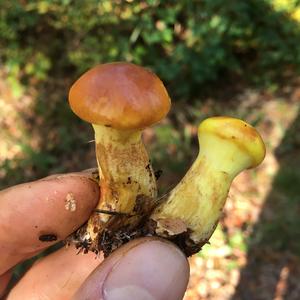 Larch Suillus