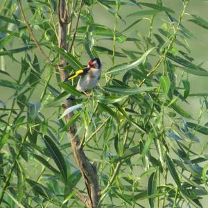 European Goldfinch