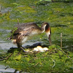 Great Crested Grebe