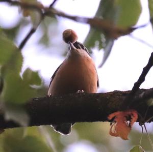 Wood Nuthatch