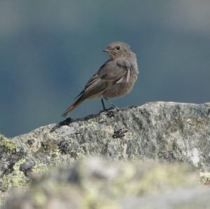 Black Redstart