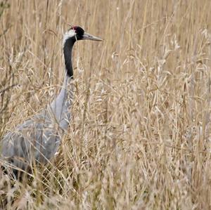 Common Crane