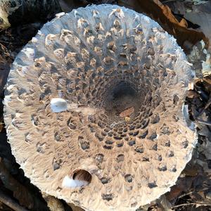 Parasol Mushroom