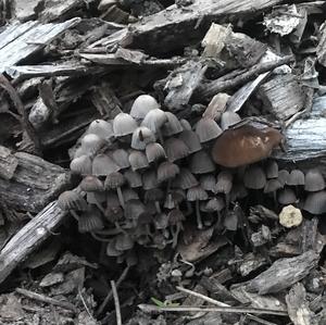 Non-inky Coprinus