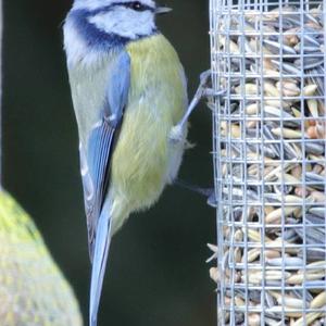 Blue Tit