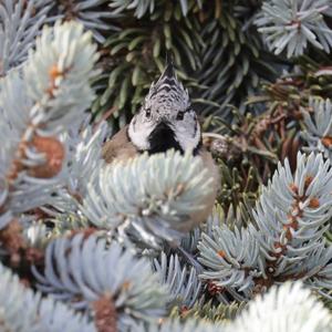 Crested Tit