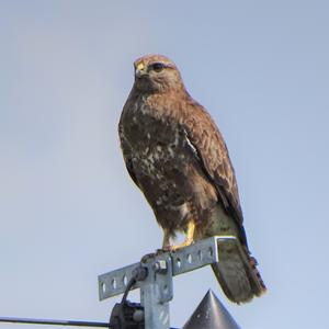 Common Buzzard