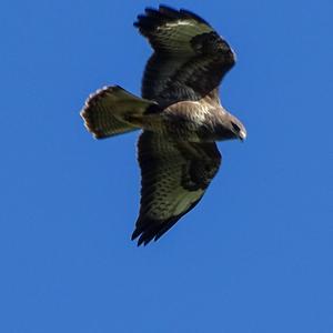 Common Buzzard