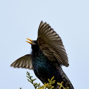 Common Starling