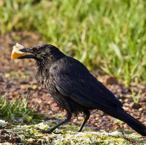 Carrion Crow