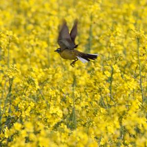 Yellow Wagtail