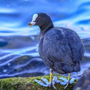 Common Coot