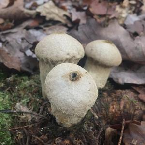 Pestle-shaped Puffball