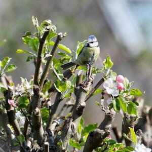 Blue Tit