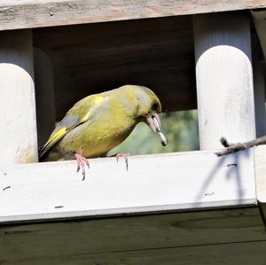 European Greenfinch