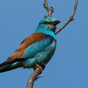 European Roller