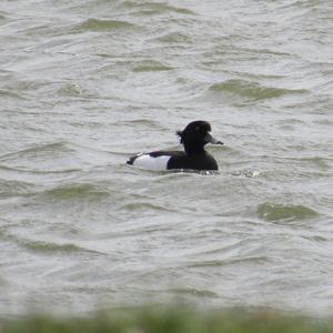 Tufted Duck