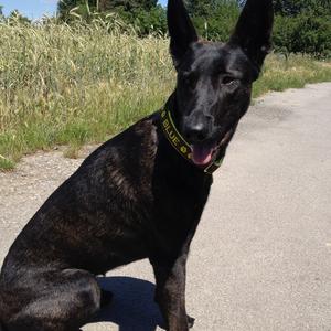Unknown Breed