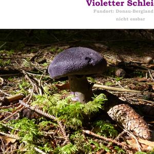 Violetter Schleierling