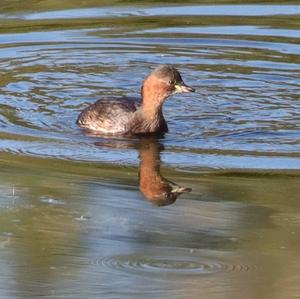 Little Grebe