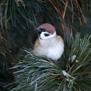 Eurasian Tree Sparrow