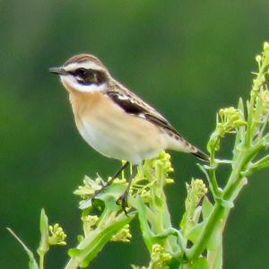 Whinchat