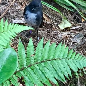 Stephens Island Wren