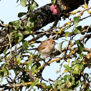 Blackcap