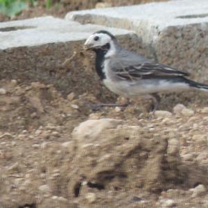 White Wagtail