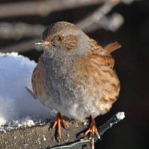 Hedge Accentor