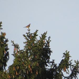 Fieldfare