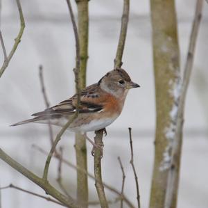 Brambling