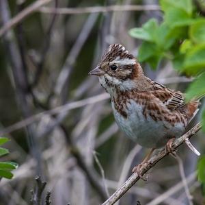 Rustic Bunting