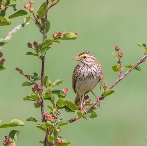 Savannah Sparrow