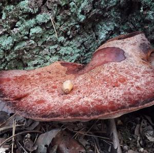 Beefsteak Polypore