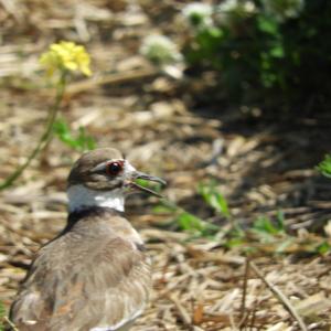 Killdeer