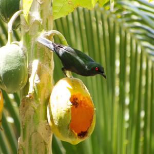 Asian Glossy Starling