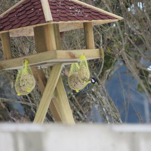 Great Tit