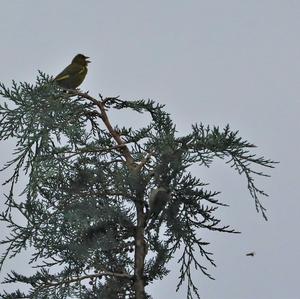 European Greenfinch