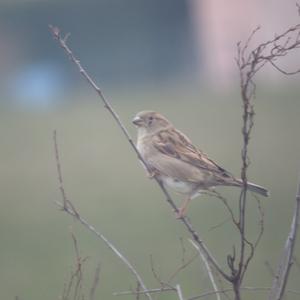 House Sparrow