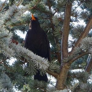 Eurasian Blackbird