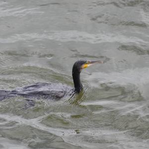 Great Cormorant