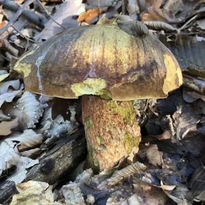 Dotted-stem Bolete